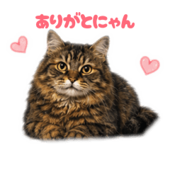 mofumaru_20260511231137