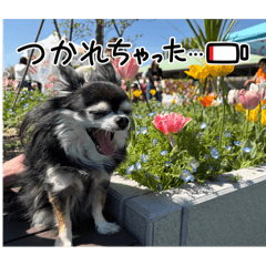 malomalo_20260511235900