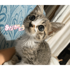 Shoma_20260512001557