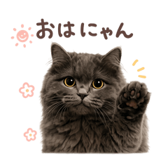 nekoneko_20260512002157
