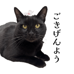fuuu_nyan_20260512003330