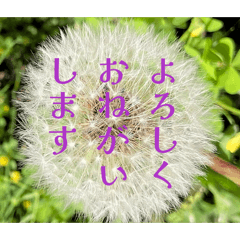 LoLo_20260511184049