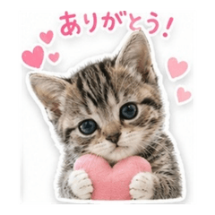 16 cat stickers