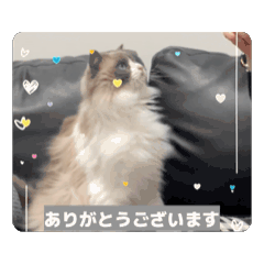 CHIZURU NAKAMURA_20260514163911
