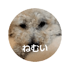 inuinu_20260514165116