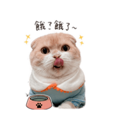 超級可愛的笨貓咪