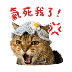 大哥貓來了
