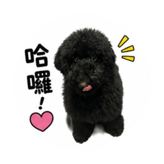 阿法來了！