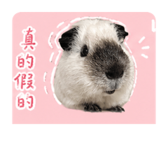 粉粿續集！！