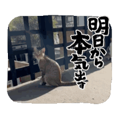 chocobee_20260514201339