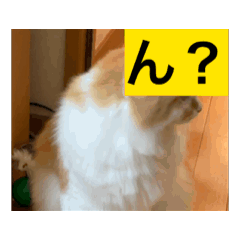 SO_20260514220711