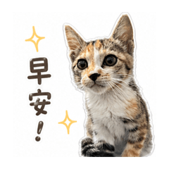張小ㄇㄧˉ