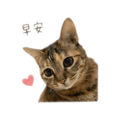 貓貓啾咪