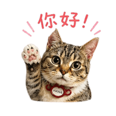 HANA可愛的貓貓