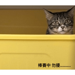 咪嚕嚕嚕2