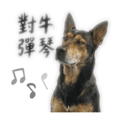 可可狗的日常生活（7）