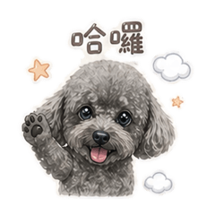 嘟嘟｜黑貴賓の生活日常