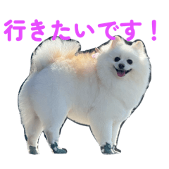 Pom_20260502122841