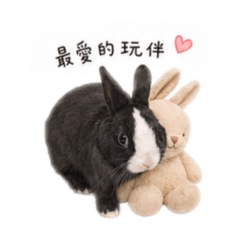 阿兔寶的日常
