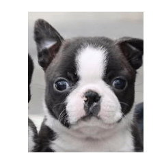 CHOCOLA_20260502111912