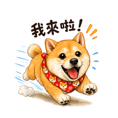 柴犬小8嘎|愛你100%