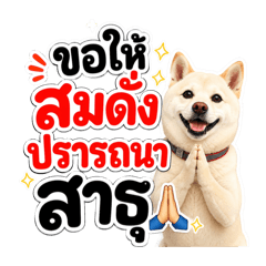 Wonder Hachi4