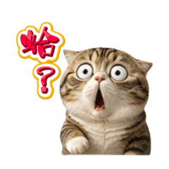 蛤啦貓貓