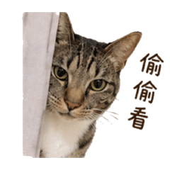 meowmeowjinsei