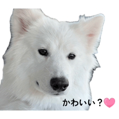 mai_20260511190429