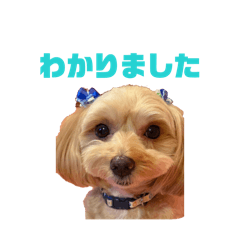 A Day in the Life of Berry, My Maltipoo