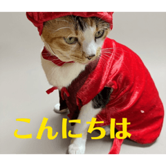 toshiko shimomura_20260511191239