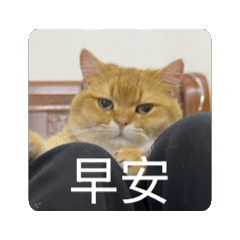 小金動態_第二彈
