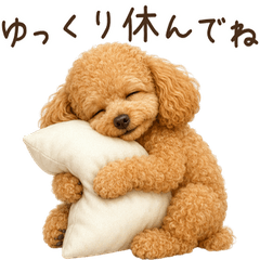 Toy Poodle for All Year!