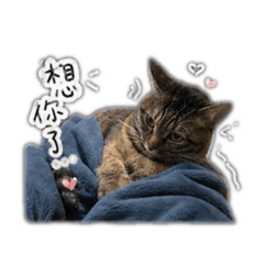 小喵布丁日常