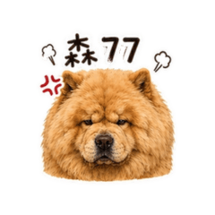 鬆獅犬肉鬆的日常