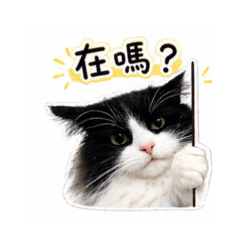 諾諾是隻賓士貓