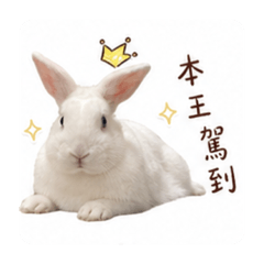 白菜小公主