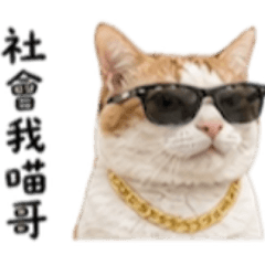 橘白貓心裡話