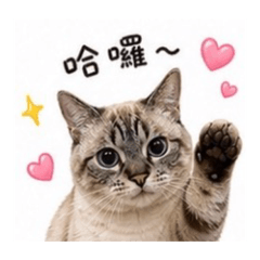 曼赤肯❤️阿吉❤️