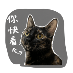 可愛沒有來了