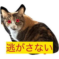 Cat cant cast_20260511192051