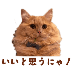 bonchan_20260511193612