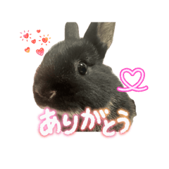 Kotepimaru_20260511193802