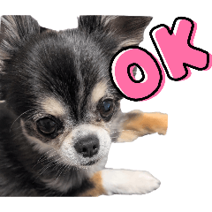 Black-whiteChihuahuaPhotoStamp