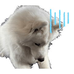 Samoyed_Salty1