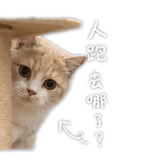 奶蓋蓋の日常