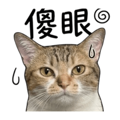 處女座麻糬