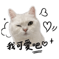 咪嚕日常話語