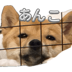ankoone2
