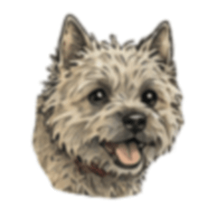 Suncrop 094 Cairn Terrier